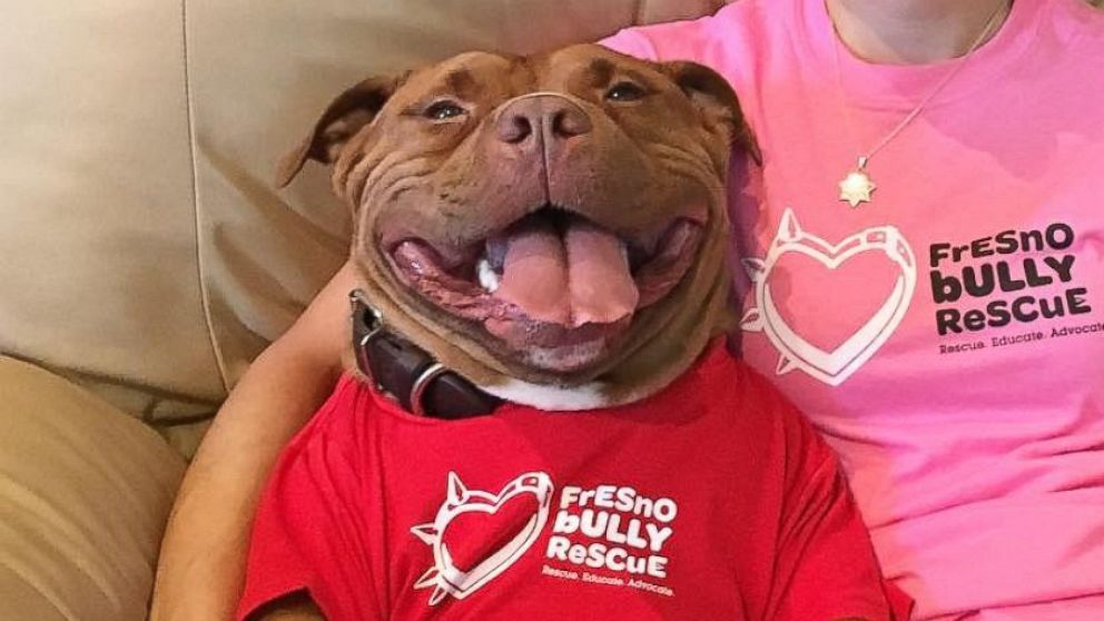 Meatball, a rescued pit bull mix, flashes his best smile whenever the camera comes out. 