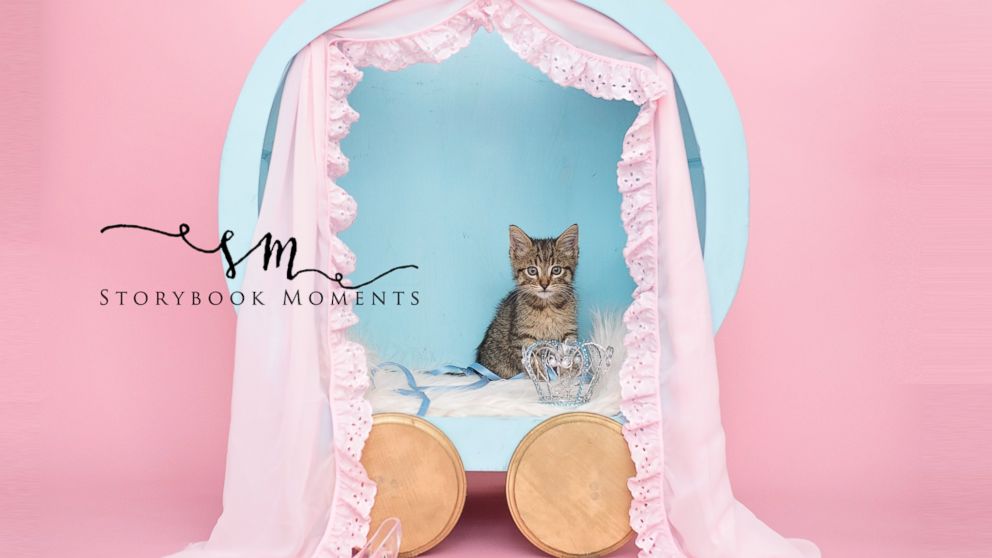 PHOTO: Stray Kitten Gets Princess Treatment in Magical Newborn Photo Shoot