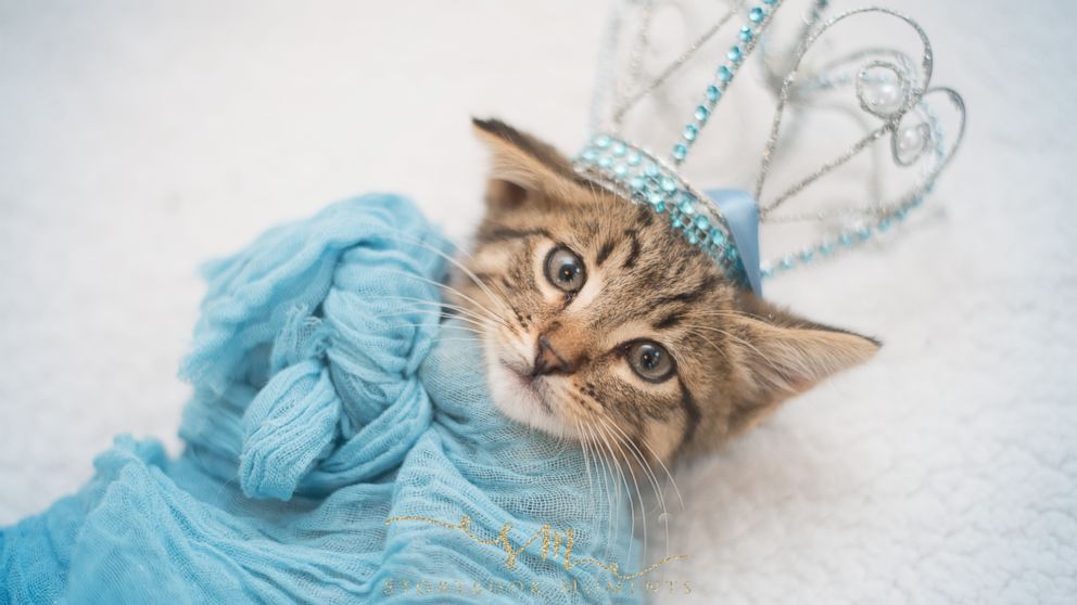 Stray Kitten Gets Princess Treatment in Magical Newborn Photo Shoot