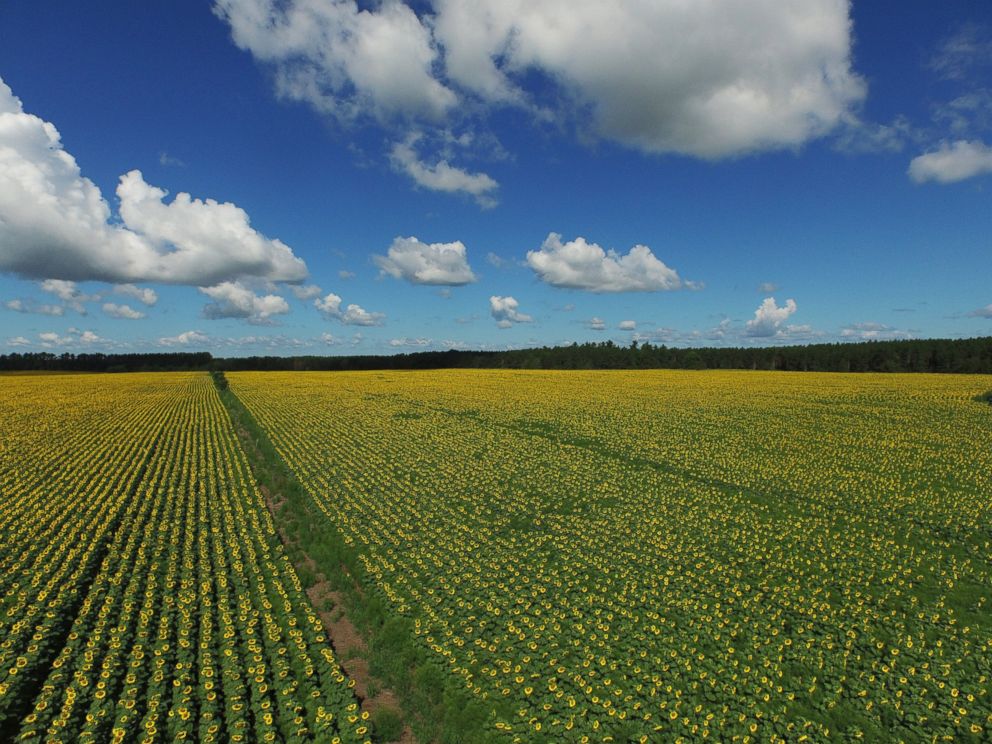 PHOTO: Part of the nearly 400 acres of sunflowers planted by Don Jaquish are pictured from above.