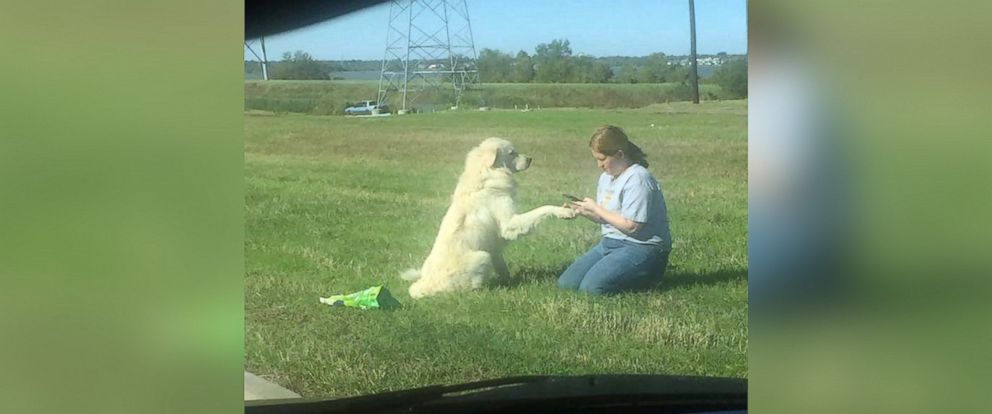 PHOTO: Brian the dog interacts with rescuer Jessy Faiferlick after he was spotted sitting with a dead companion on the side of the road in Dallas, Texas, Nov. 8, 2015.