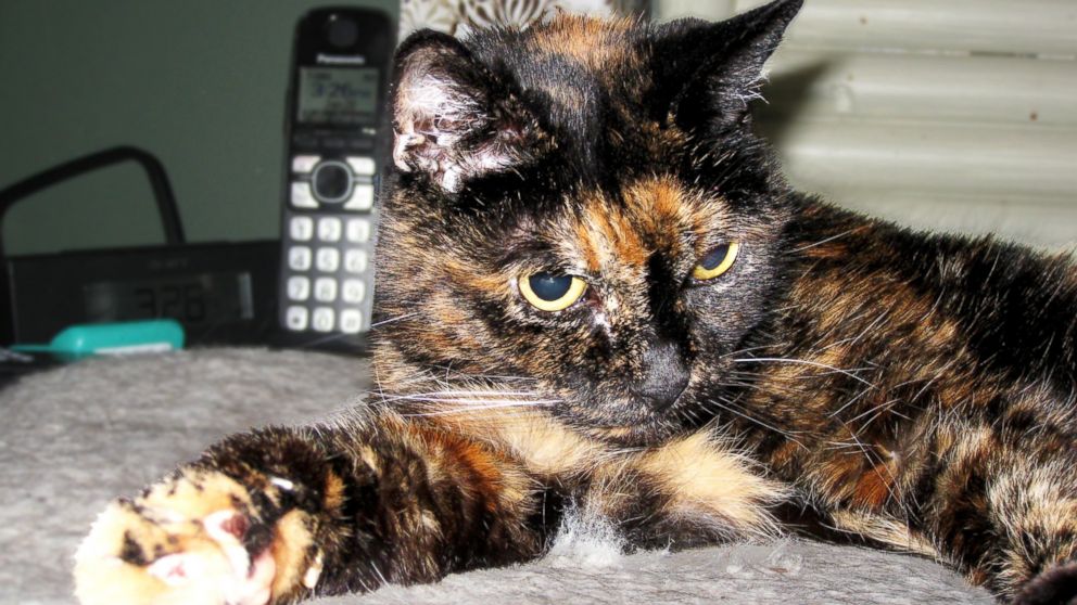 Oldest living cat in the world said to be 34 year old cat in