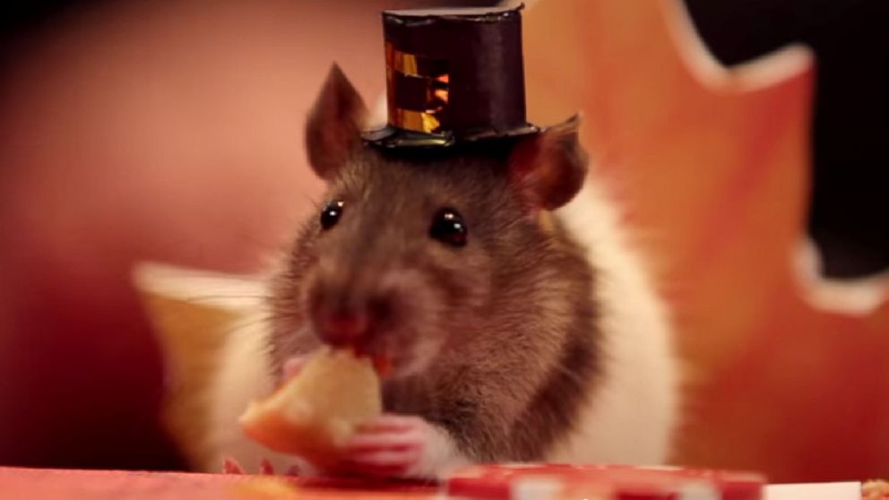 PHOTO: A tiny hamster eats a small-scale Thanksgiving meal in a video titled, "A Tiny Hamster Thanksgiving (Ep. 4)" posted to YouTube on Nov. 18, 2014.