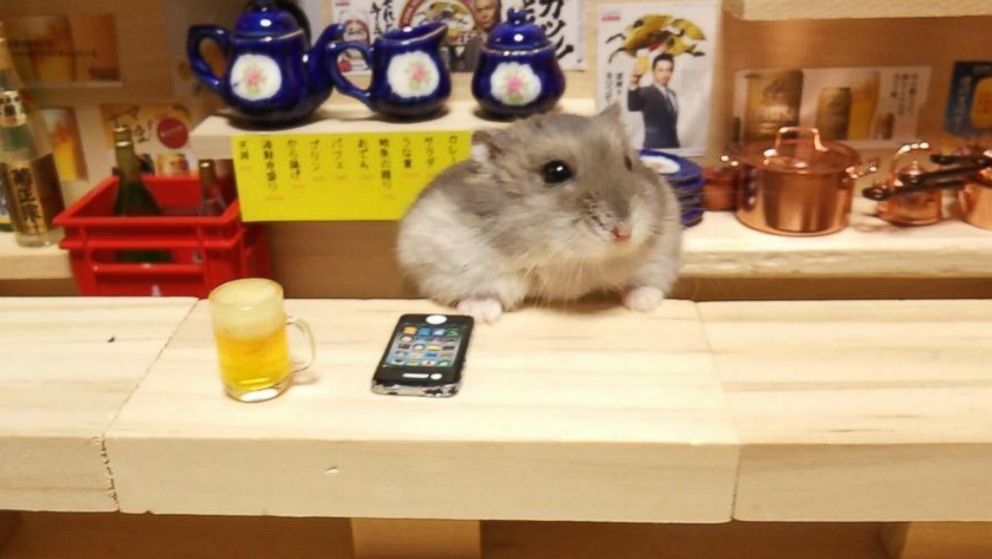 Tiny hamster Ginja serves food and refreshments in Yachiyo, Japan.