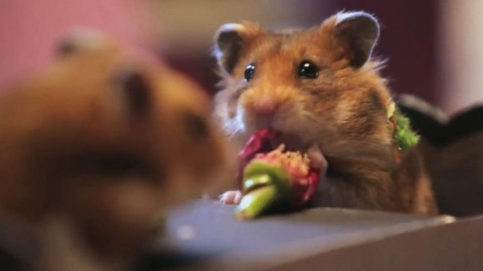 PHOTO: Tiny hamsters eat tiny flowers.