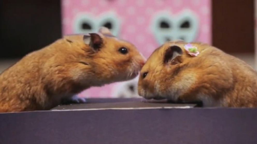 PHOTO: Tiny hamsters share a tiny kiss.