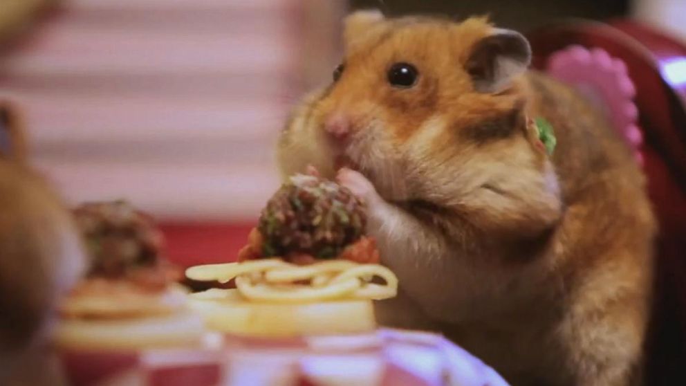 PHOTO: Tiny hamsters munch on tiny meatballs.