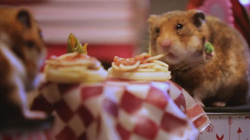 PHOTO: Tiny hamsters slurp some spaghetti.