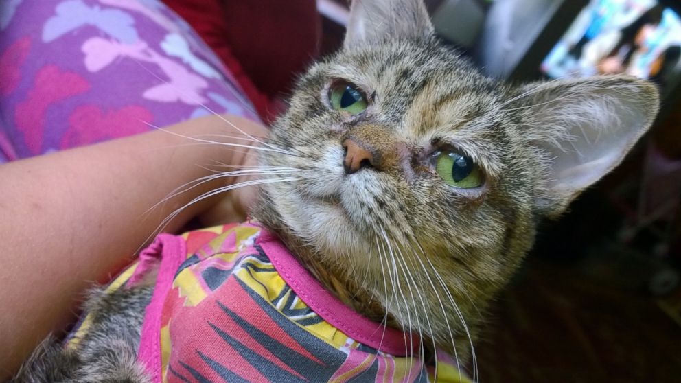 Tucker, the cat whose medical problems lead to a perpetually droopy face, has been adopted.