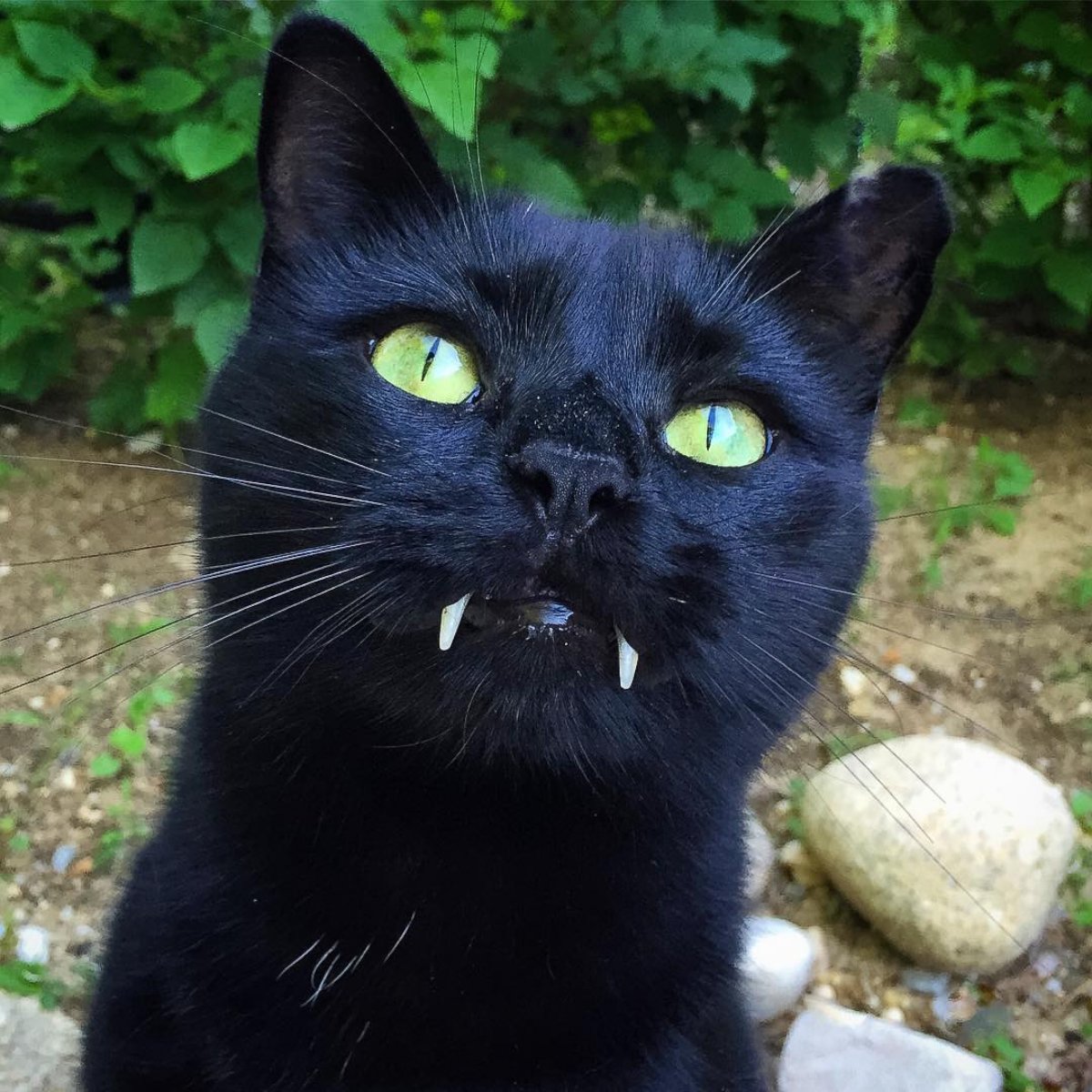 PHOTO: This Vampire-Toothed Cat Looks Just Like Dracula
