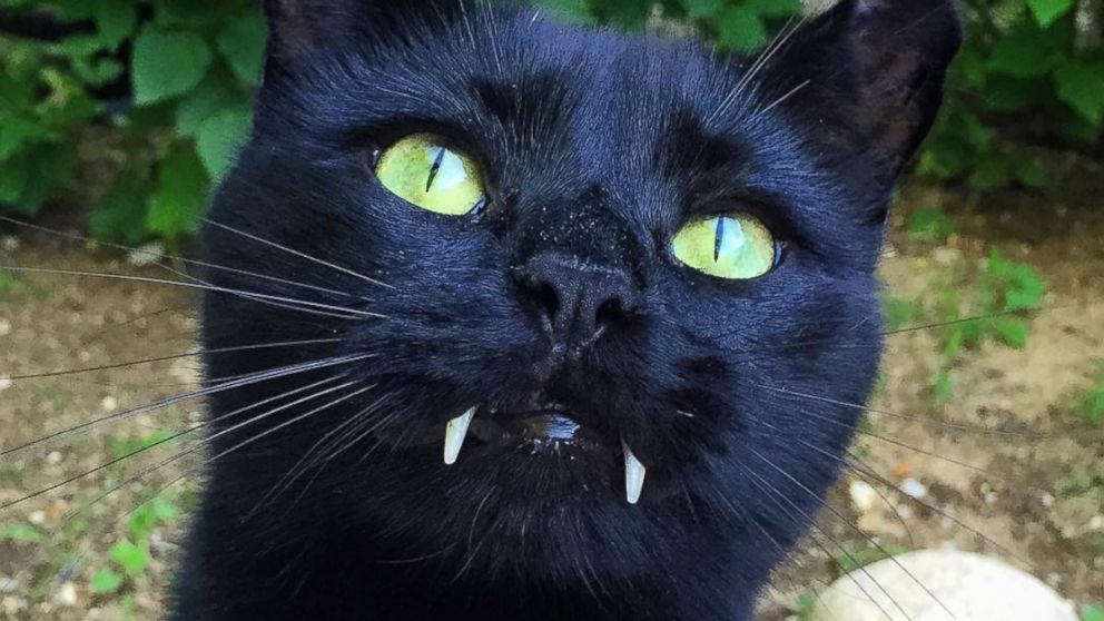 Black Cat With Fangs Looks Just Like 