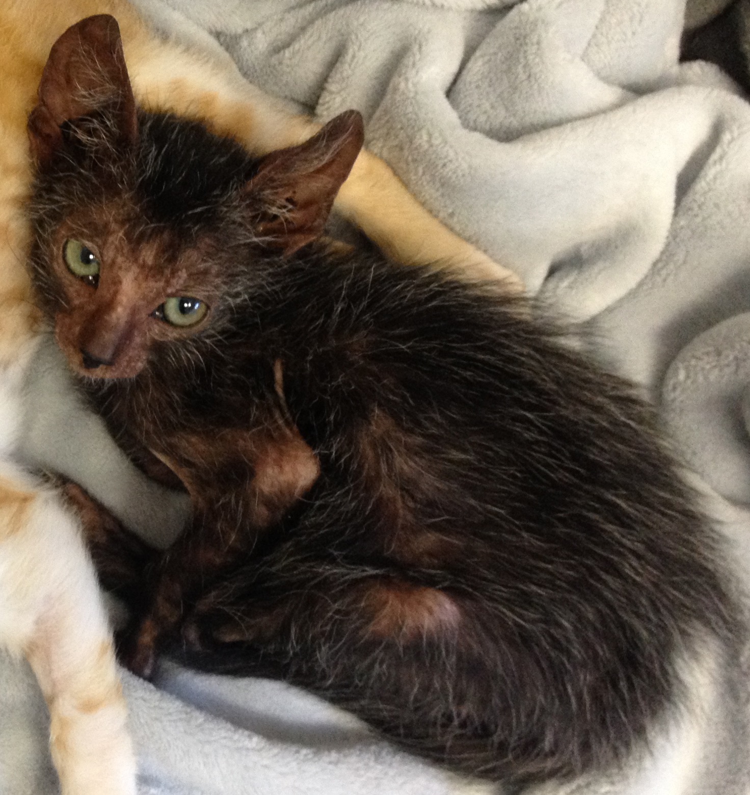 PHOTO: Eyona is a naturally-born South African Lykoi, or "Wolf Cat" that was found by TEARS Animal Rescue's Feral Cat Project in South Africa. 