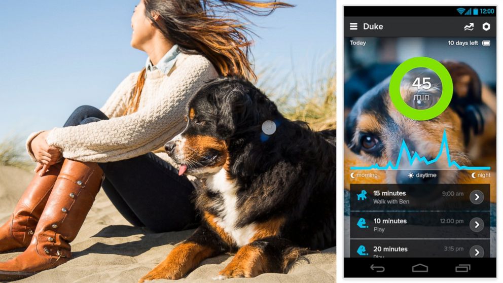 The WhistleGPS device attaches to your dog's collar and sends updates throughout the day to your smartphone.