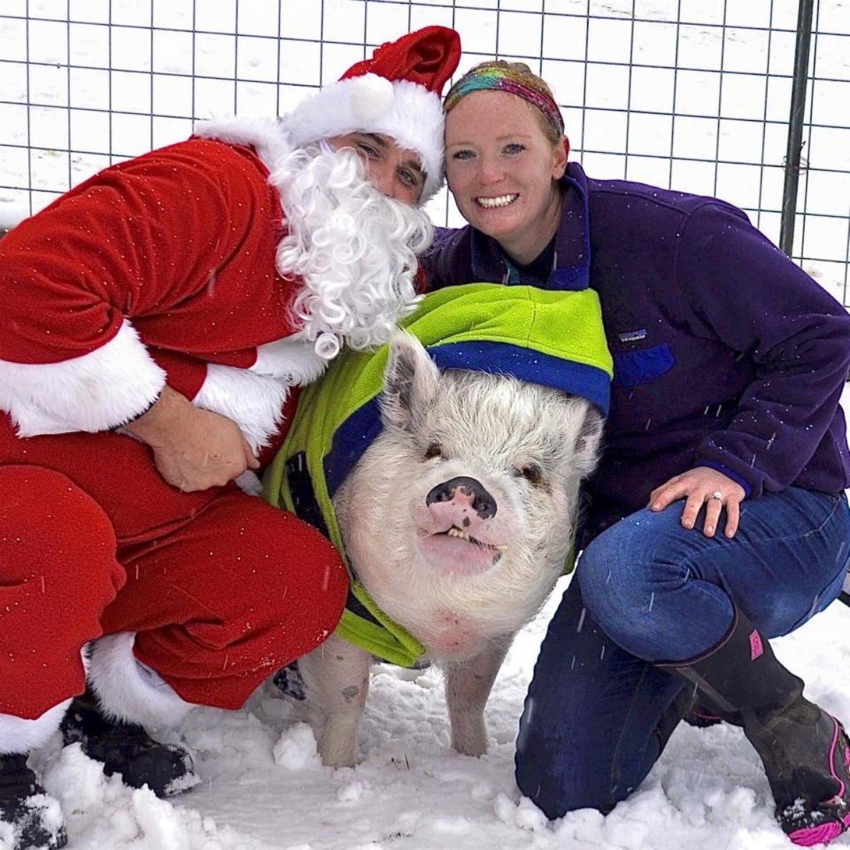 PHOTO: Couple’s 250-Pound Pet Pig Hams it Up for the Camera in Their Engagement Photos 
