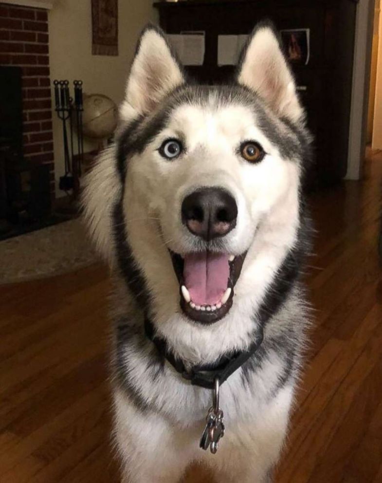 PHOTO: Cash is a 3-year-old Husky who enjoys "singing" with his owner.