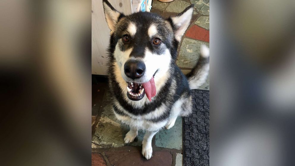 VIDEO: Izabella, a 15-month-old malamute, got out of her harness during an early walk and made it safely to Canine Social Club, a doggy day care center she has gone to for three months.