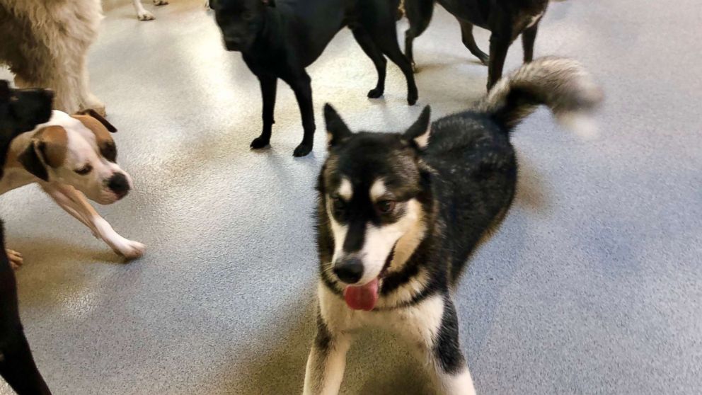 PHOTO: Izabella and friends are pictured at the Canine Social Club in Chicago.