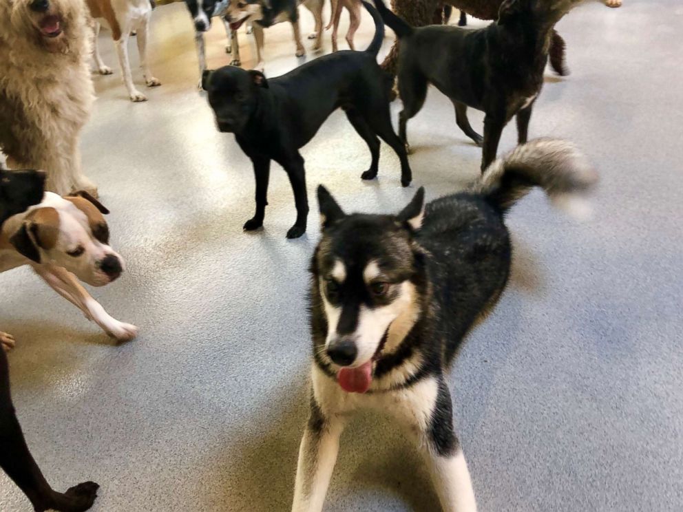 PHOTO: Izabella and friends are pictured at the Canine Social Club in Chicago.