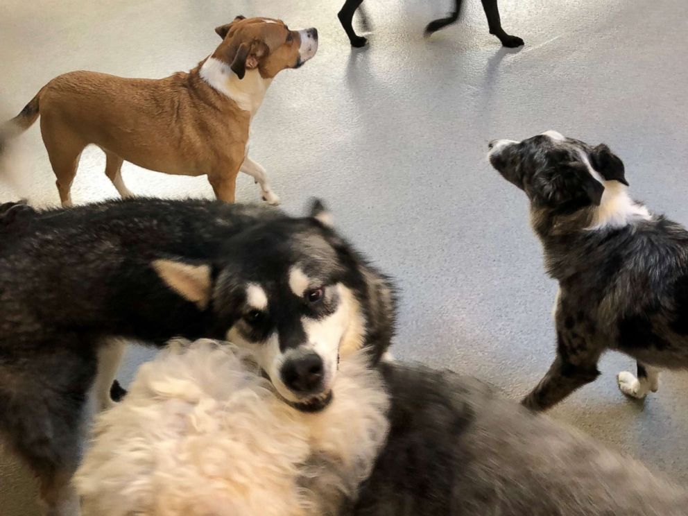 PHOTO: Izabella and friends are pictured at the Canine Social Club in Chicago.
