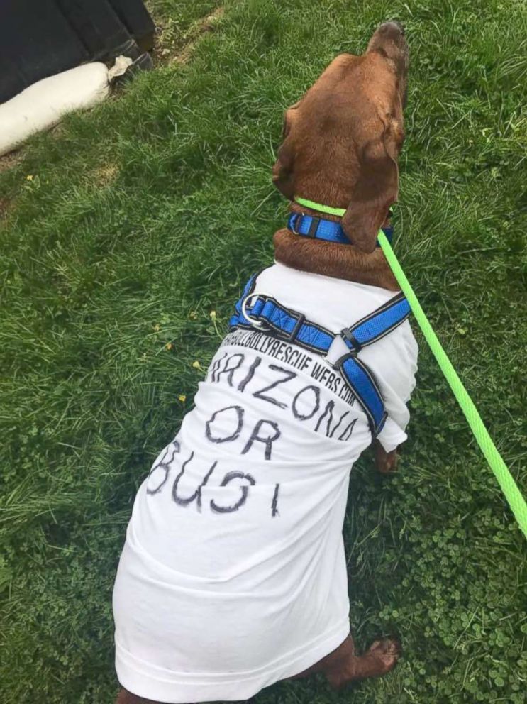 PHOTO: Jake, a 7-year-old Coonhound, was found in Pennsylvania and a group of volunteers worked to get him to his rightful home in Arizona.