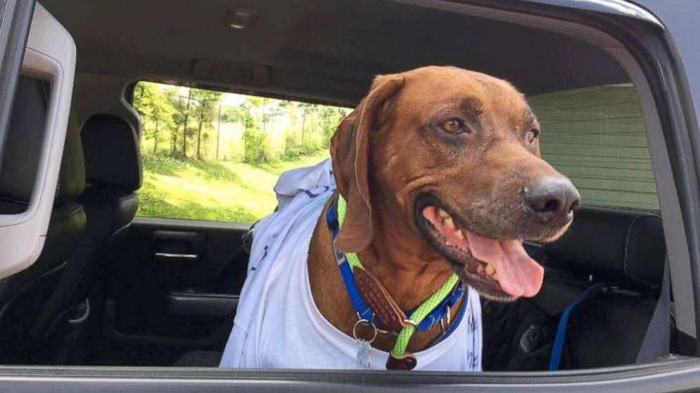 VIDEO: 20 volunteers drive missing dog 2,000 miles
