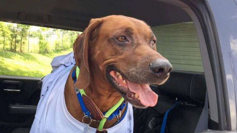 PHOTO: Jake, a 7-year-old Coonhound, was found in Pennsylvania and a group of volunteers worked to get him to his rightful home in Arizona.