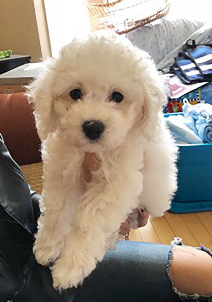 PHOTO: The family got Lumo the puppy from breeder Fern Flett with Bichon Lovers in Ontario.