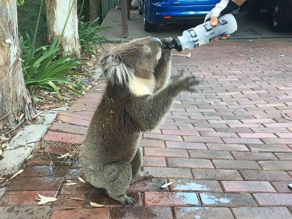 PHOTO: Matt Sully stopped mid-bike ride in Adelaide, South Australia on Jan. 18, to give a thirsty koala some water.