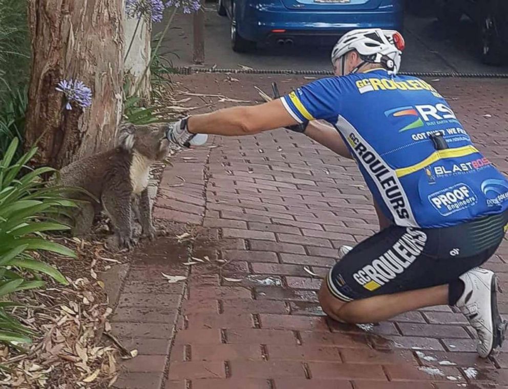 PHOTO: Matt Sully stopped to give a thirsty koala some water during a mid-bike ride in Adelaide, South Australia on Jan. 18.