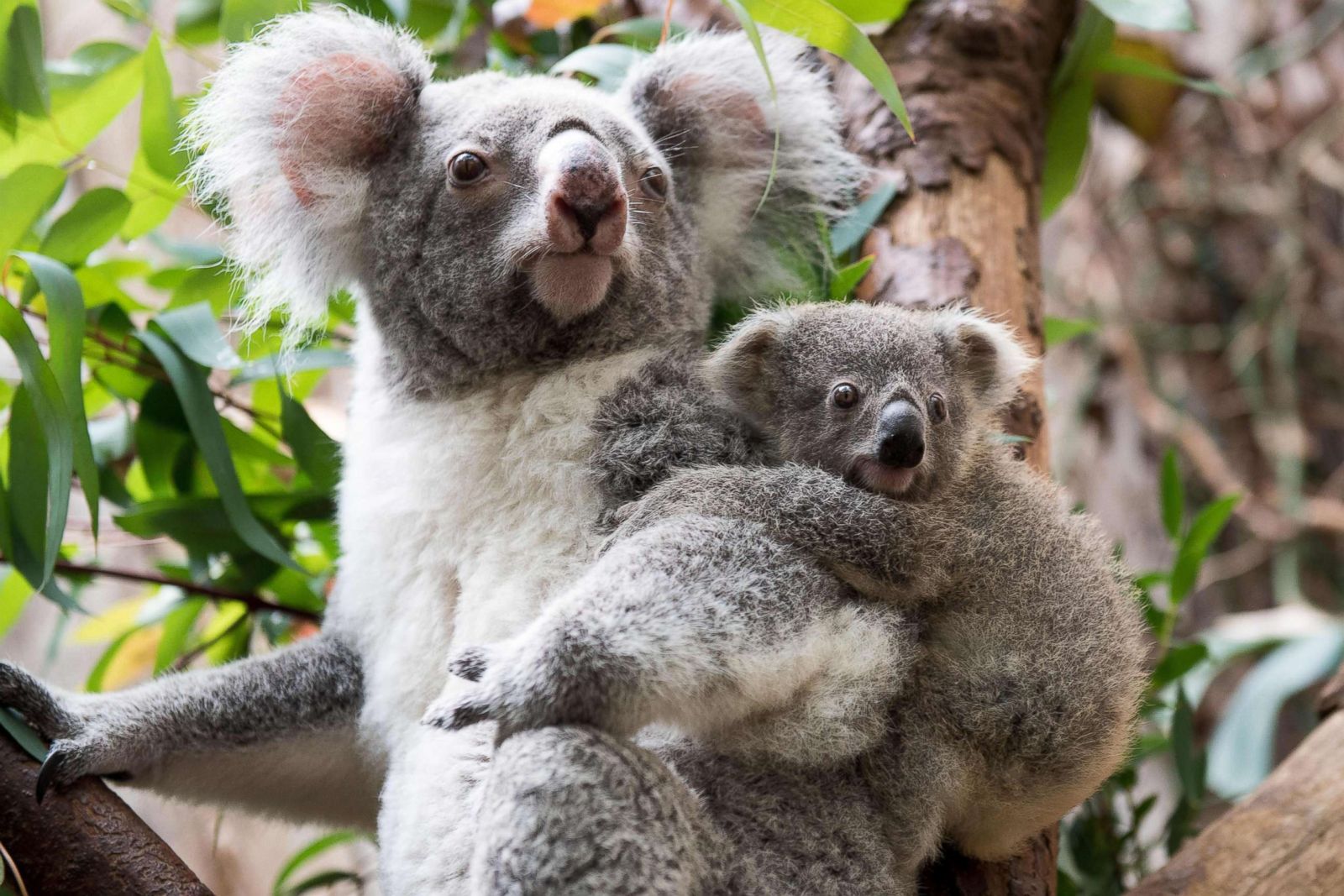 Koala baby clings to its mother