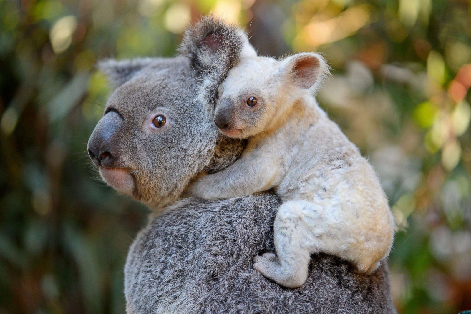 A baby koala goes for piggyback ride