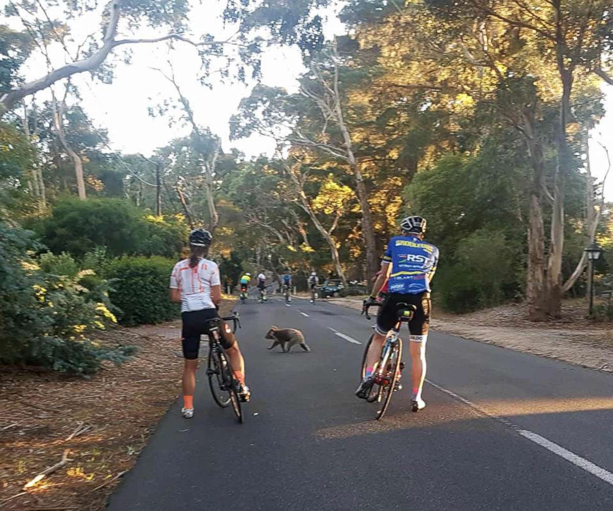 PHOTO: A koala walks across the road in front of Matt Sully during a bike ride in Adelaide, South Australia on Jan. 18.