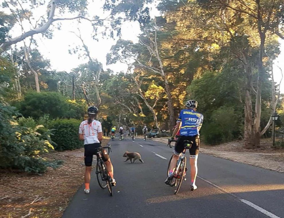 PHOTO: A koala walks across the road in front of Matt Sully during a bike ride in Adelaide, South Australia on Jan. 18.