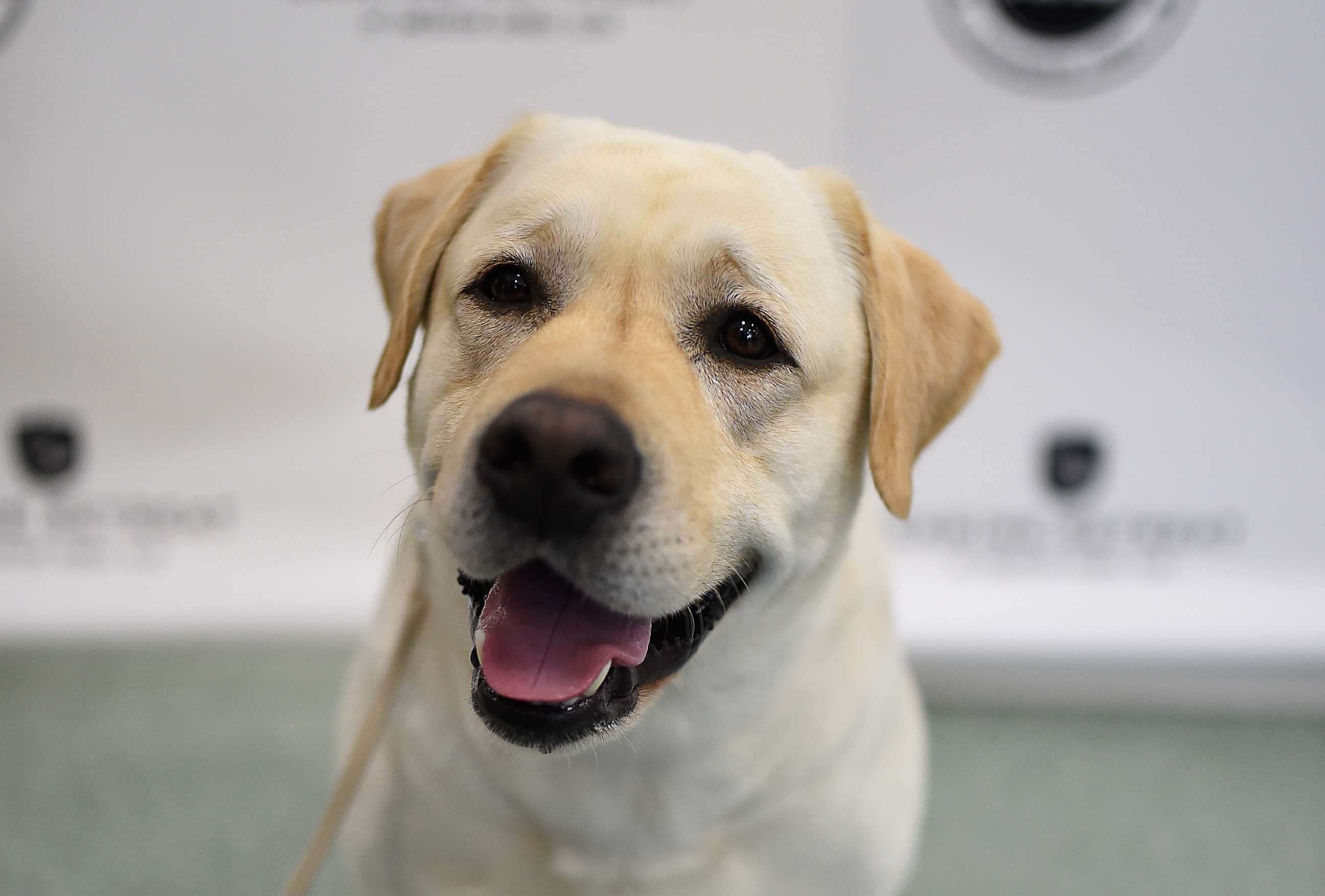PHOTO: A Labrador Retriever, is shown at 'The American Kennel Club Reveals The Most Popular Dog Breeds Of 2016' at AKC Canine Retreat on March 21, 2017 in New York.