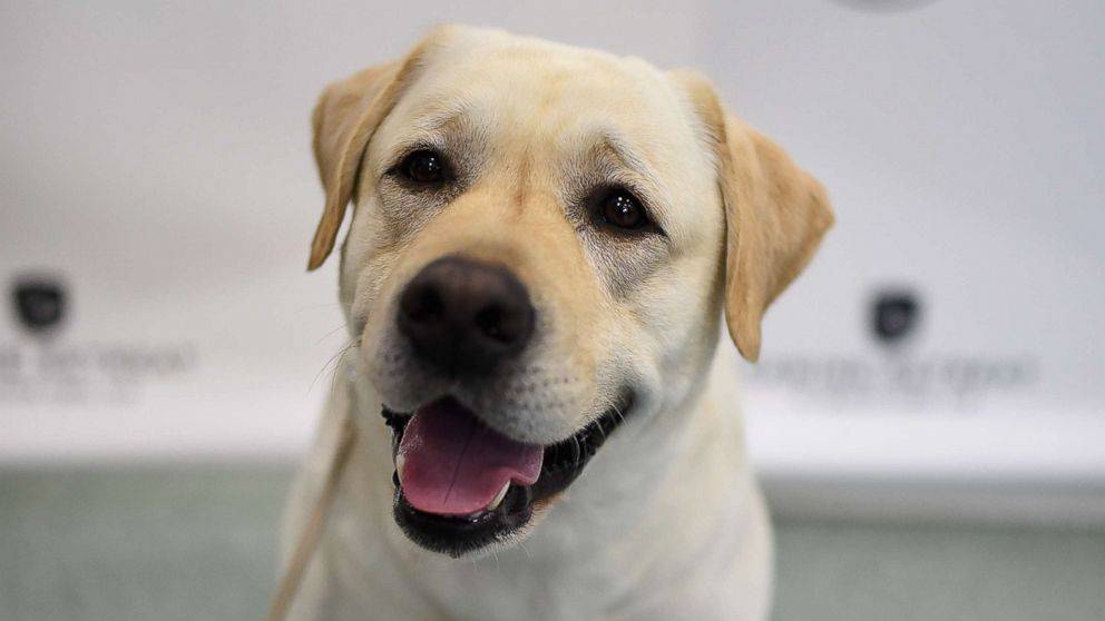 A Labrador Retriever, is shown at 'The American Kennel Club Reveals The Most Popular Dog Breeds Of 2016' at AKC Canine Retreat on March 21, 2017 in New York.