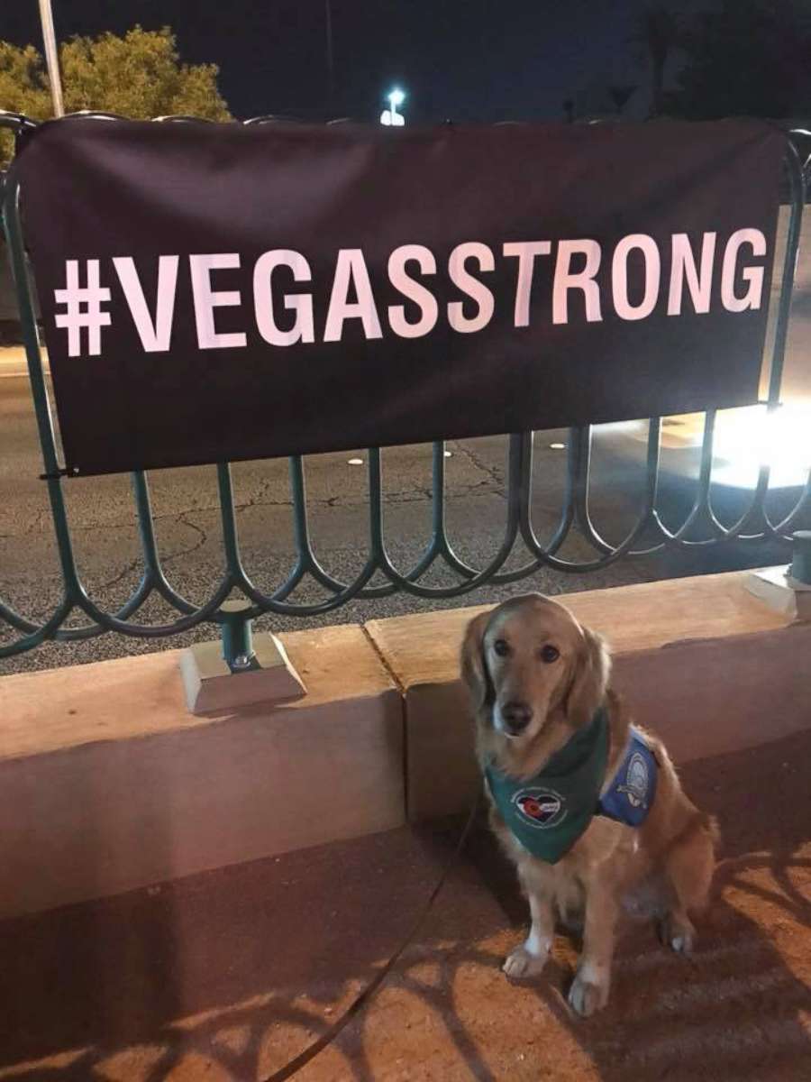 PHOTO: The LCC K-9 Comfort Dogs, affiliated with Lutheran Church Charities, are being used in Las Vegas, Nevada, to help survivors, families of victims, first responders and anyone else affected by the mass shooting that occurred on Oct. 1, 2017.