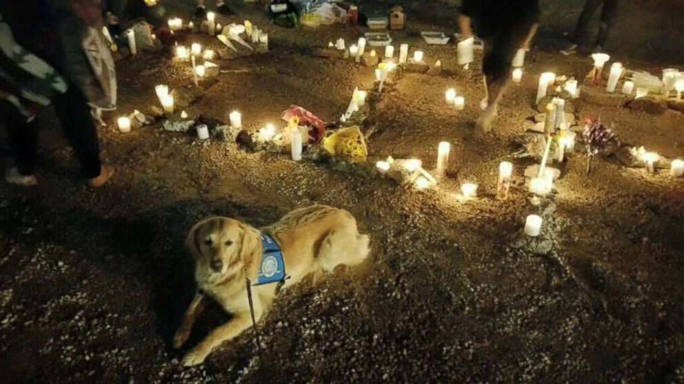 PHOTO: The LCC K-9 Comfort Dogs, affiliated with Lutheran Church Charities, are being used in Las Vegas, Nevada, to help survivors, families of victims, first responders and anyone else affected by the mass shooting that occurred on Oct. 1, 2017.