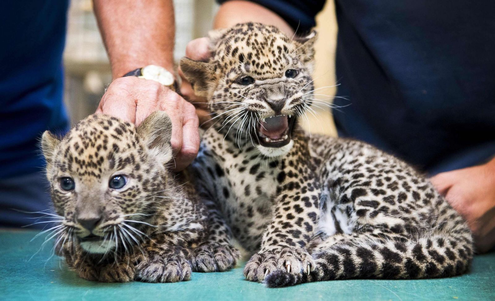 Cutest baby animals from around the world Photos - ABC News
