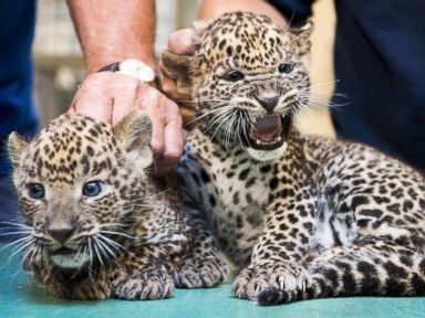 Leopard cubs get a check-up