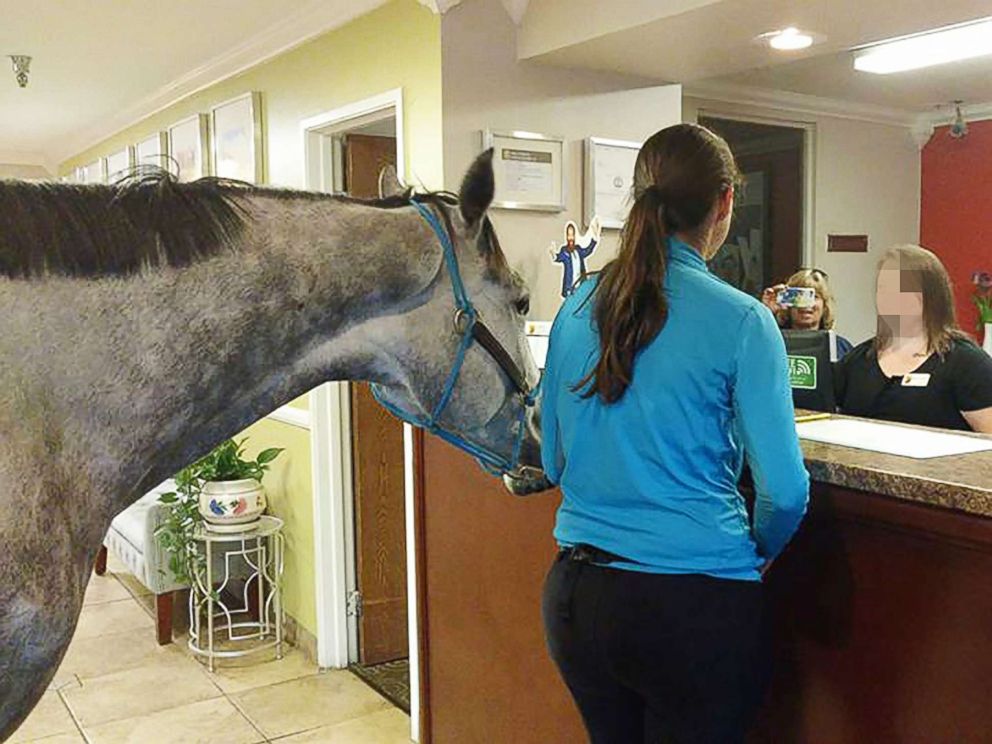 PHOTO: Lindsey Partridge, owner of Harmony Horsemanship, tested the pet policy at Supreme 8 in Georgetown, Ky, by bringing in her 5-year-old thoroughbred, Blizz.