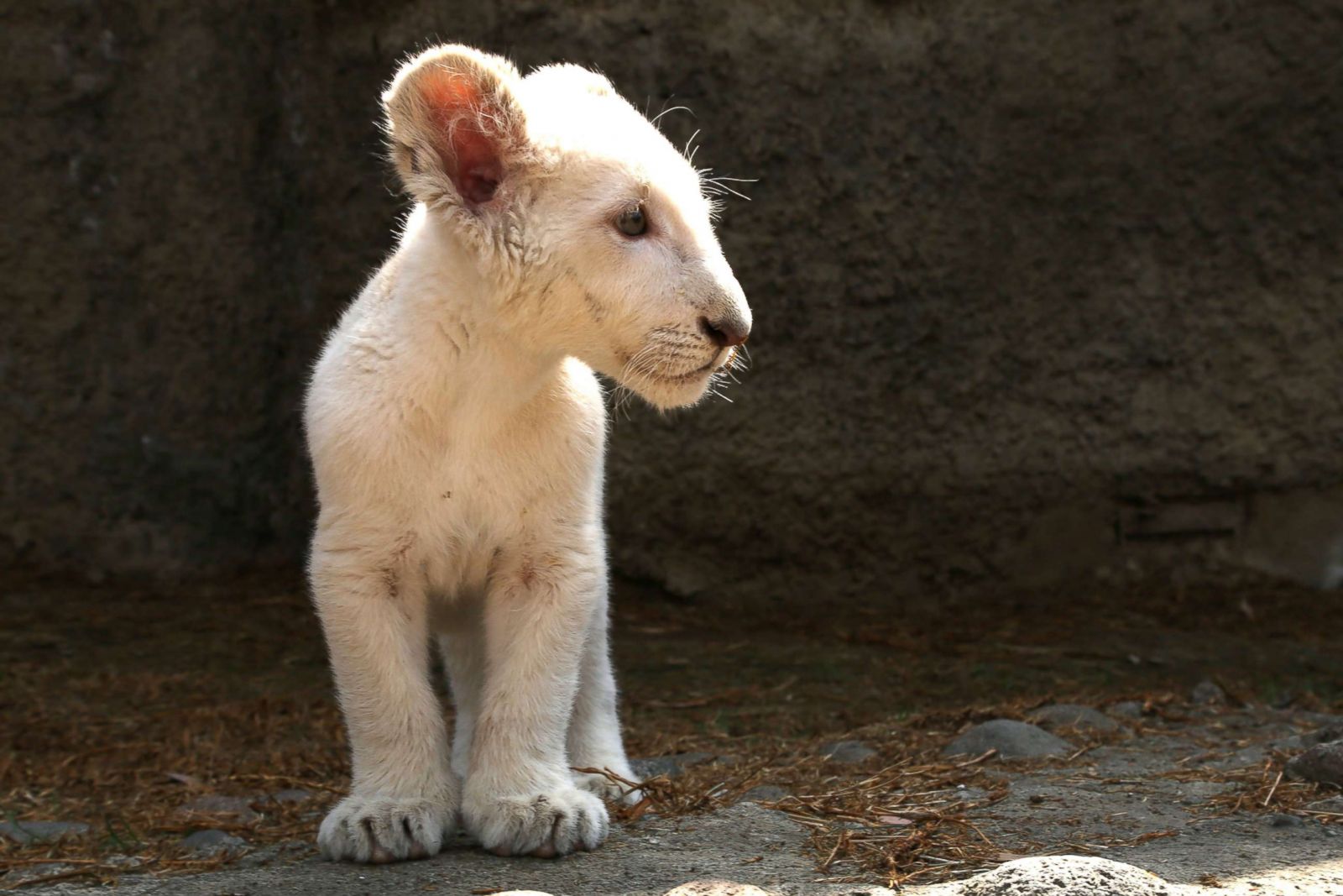 A lion cub strikes a pose