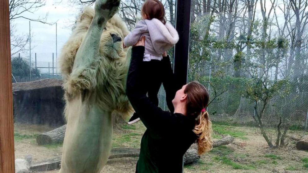 VIDEO: White lion licks and paws at toddler behind glass enclosure