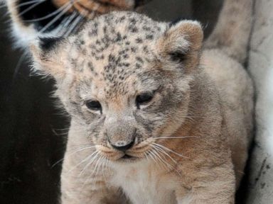 A Barbary lion cub gets love from its mother