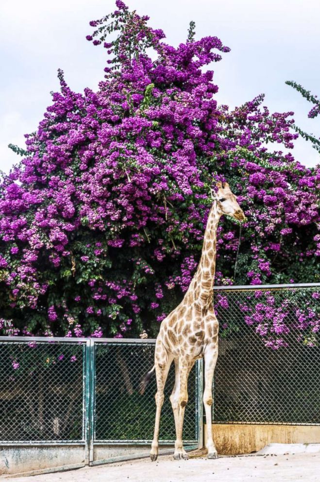 PHOTO: A giraffe is pictured at the Lisbon zoo in Lisbon, Portugal, this undated stock photo.