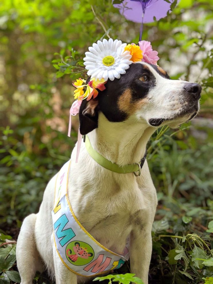 PHOTO: Ima, a 3-year-old hound mix, had a maternity photo shoot recently.