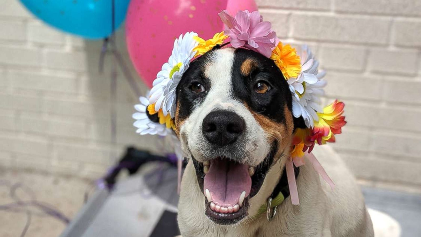 PHOTO: Ima, a 3-year-old foster dog, had a maternity photo shoot.