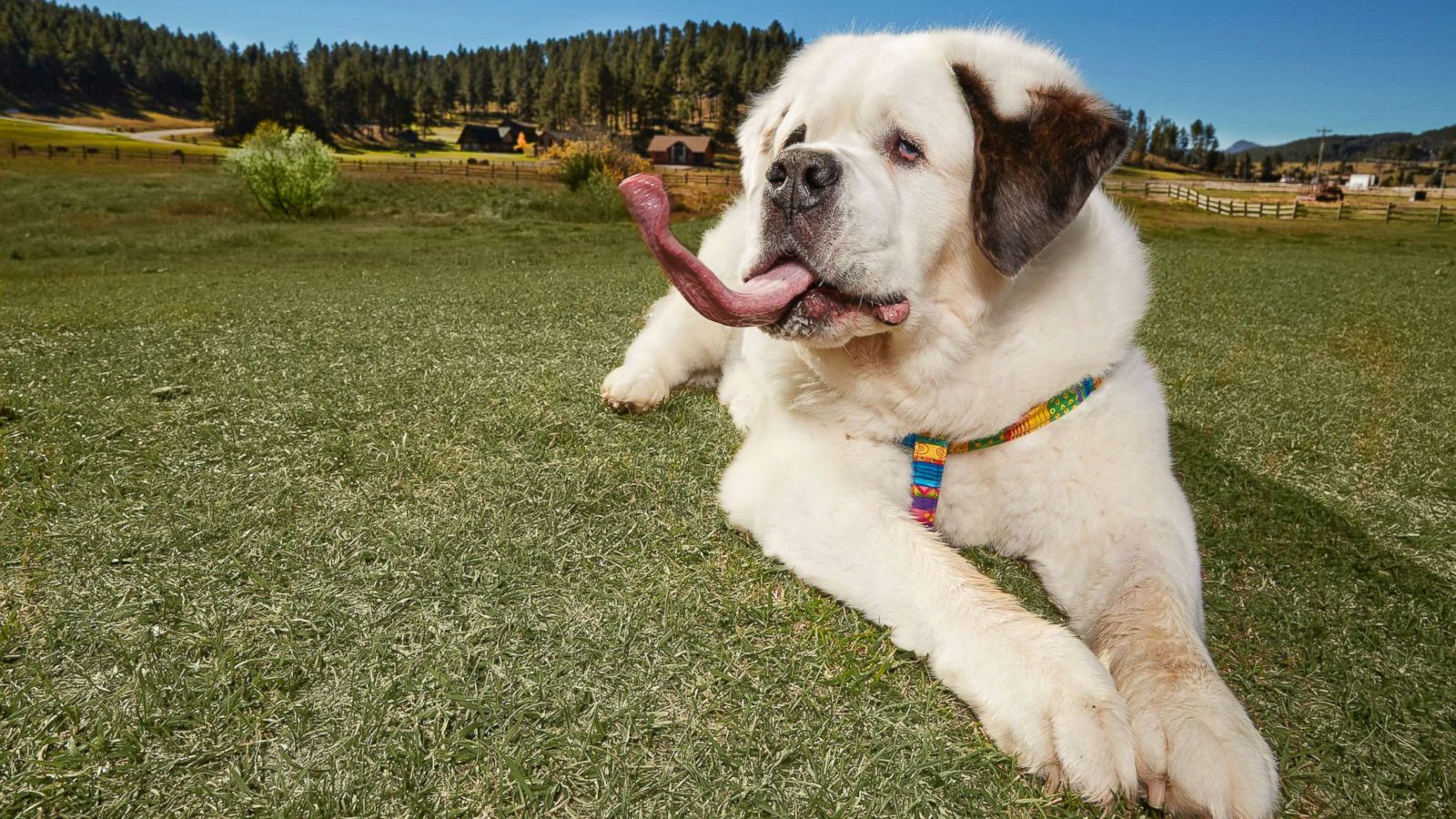 Mochi the St. Bernard earns world record for longest tongue on a dog - ABC  News