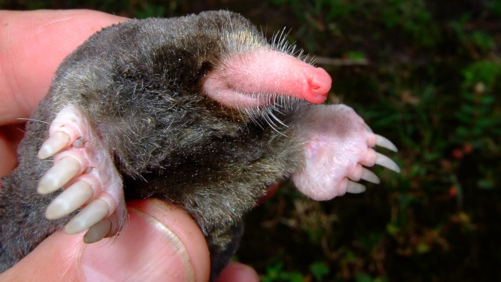 PHOTO: A mole breed called Euroscaptor orlovi was discovered in Vietnam. The new mole breed was among more than 100 new species discovered in the ecologically diverse but threatened Mekong region last year.