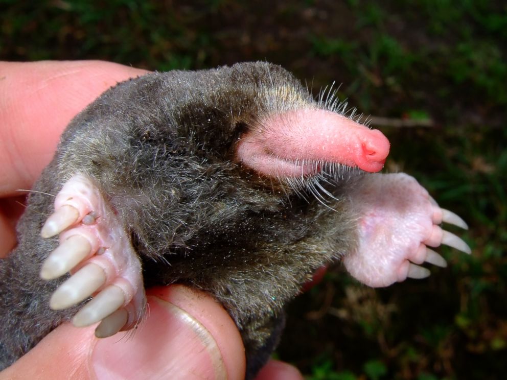 PHOTO: A mole breed called Euroscaptor orlovi was discovered in Vietnam. The new mole breed was among more than 100 new species discovered in the ecologically diverse but threatened Mekong region last year.