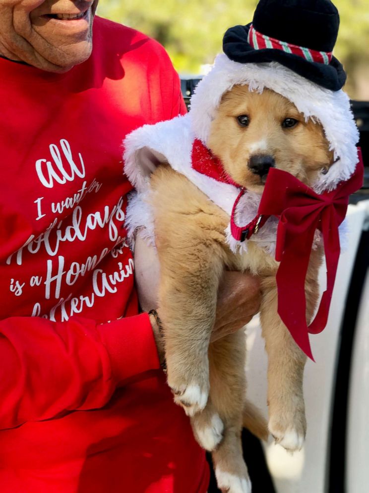 PHOTO: A rescue puppy dressed up and delivered by Nate’s Honor Animal Rescue on Christmas in Florida.